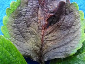 Strawberry plant affected by Phomopsis leaf blight, showing dark brown lesions with light brown centers on the leaves, surrounded by yellow halos.