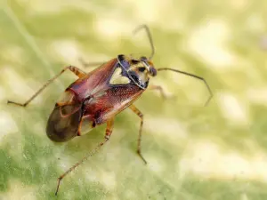 Close-up of Lygus bugs on strawberry plants, showing several small brown insects on the leaves and flowers of the plant.