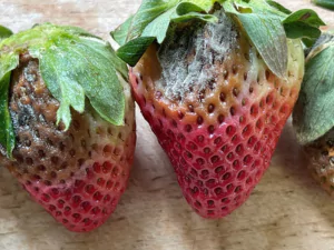 Close-up view of a strawberry affected by Red Core disease, showing dark reddish-brown discoloration in the central part of the fruit.