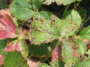 Leaf scorch on strawberry plants showing brown, dry patches and curling leaves.