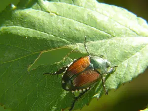 Several Japanese beetles feeding on strawberry plant leaves, causing visible damage and holes in the foliage.