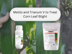 Image showing Metilo and Trianum V products used to treat Corn Leaf Blight, with a corn leaf in the background displaying symptoms of the disease.