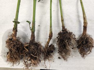 Rhizoctonia Root Rot (Rhizoctonia solani)