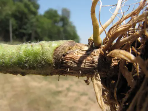 Close-up-of-tomato-plant-stem-and-roots-showing-signs-of-root-rot.