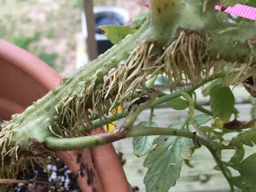 Tomato-stem-infected-with-root-rot-showing-damaged-roots.