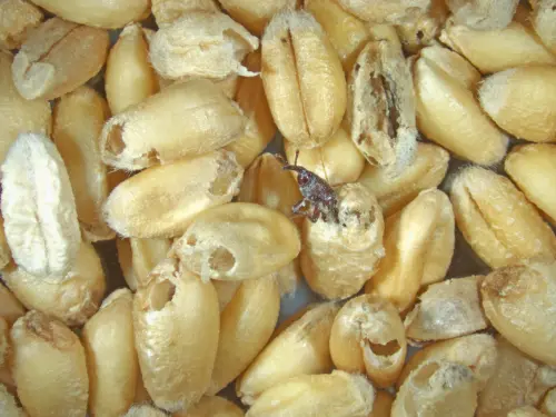 Wheat grains damaged by a wheat weevil.