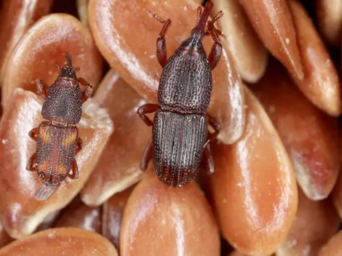 Close-up of two wheat weevils on wheat grains.