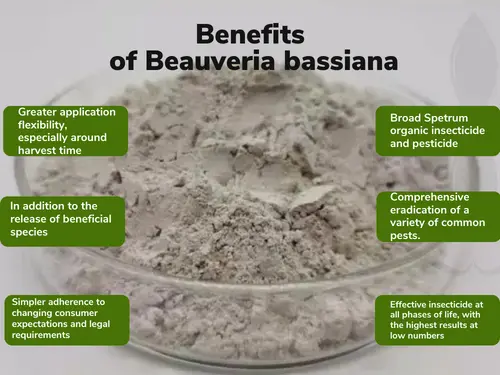 Image of a petri dish filled with a gray powdery substance. Overlay text reads 'Benefits of Beauveria bassiana' with various benefits listed in green text boxes around the petri dish.