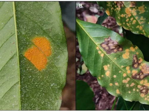 Two coffee leaves affected by coffee leaf rust. The left leaf shows bright orange rust spots, while the right leaf displays multiple yellowish-brown patches indicating severe infection.