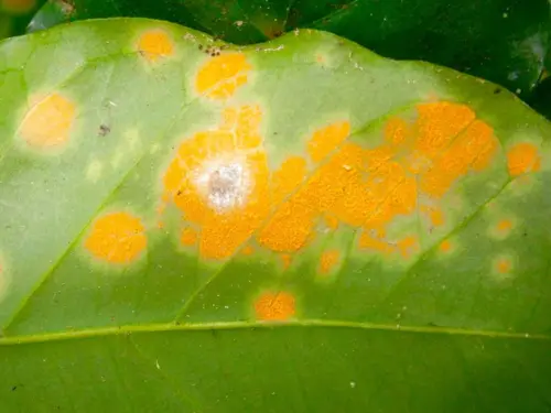 A coffee leaf showing bright orange rust spots and a central white fuzzy area, indicative of coffee leaf rust infection.