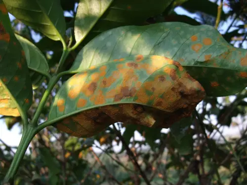 A coffee plant leaf displaying numerous bright orange rust spots caused by coffee leaf rust, with visible damage and deformities.