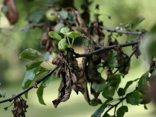 fire-blight-apple-tree-branch-with-brown-leaves-and-some-green-foliage