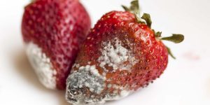 Close-up image of a strawberry infected with Bacterial Soft Rot. The fruit shows signs of decay, with a soft, mushy texture and areas of dark discoloration. The skin appears broken and water-soaked, indicating the presence of the disease.