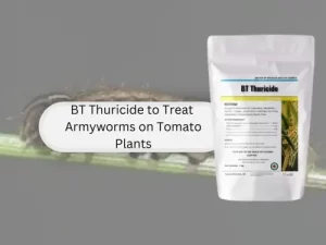 BT-Thuricide-bag-and-army-worm-on-stem-used-to-treat-army-worms-on-tomato-plants