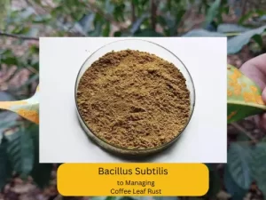 A container of Bacillus subtilis powder with a background of a coffee plant leaf showing coffee leaf rust infection. Text below reads: "Bacillus Subtilis to Managing Coffee Leaf Rust."