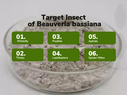 Image of a petri dish filled with a gray powdery substance. Overlay text reads 'Target Insects of Beauveria bassiana' with six green text boxes listing the insects: 01. Whitefly, 02. Thrips, 03. Psyllids, 04. Lepidoptera, 05. Aphids, 06. Spider Mites