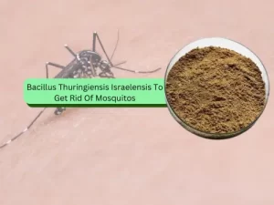 An image showing a mosquito on skin with an inset of Bacillus thuringiensis israelensis (BTI) powder, a biological mosquito killer.