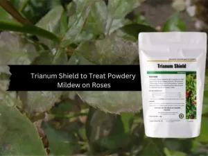 Trianum Shield product image against a background of rose leaves affected by powdery mildew.