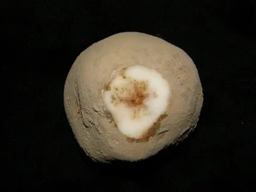 A potato with symptoms of potato verticillium wilt, showing discoloration and decay in the center.