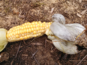 Corn Leaf Blight