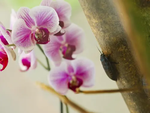  Close-up of pink and white orchids with thrips on a nearby tree trunk.