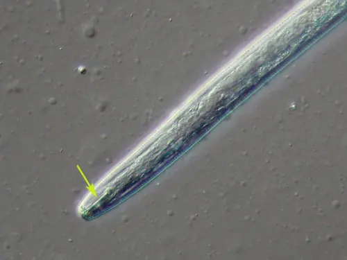 A close-up microscopic image of a nematode, possibly a banana burrowing nematode, with a yellow arrow pointing to its head region. The nematode appears elongated with a slightly pointed end.