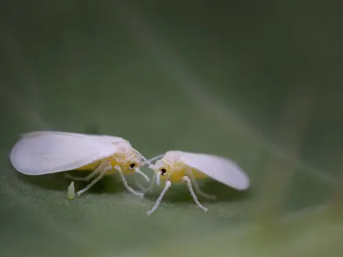 A greenhouse filled with vibrant plants, with a close-up of whiteflies on a leaf, and beneficial insects like ladybugs and parasitic wasps being introduced to control the whitefly population.