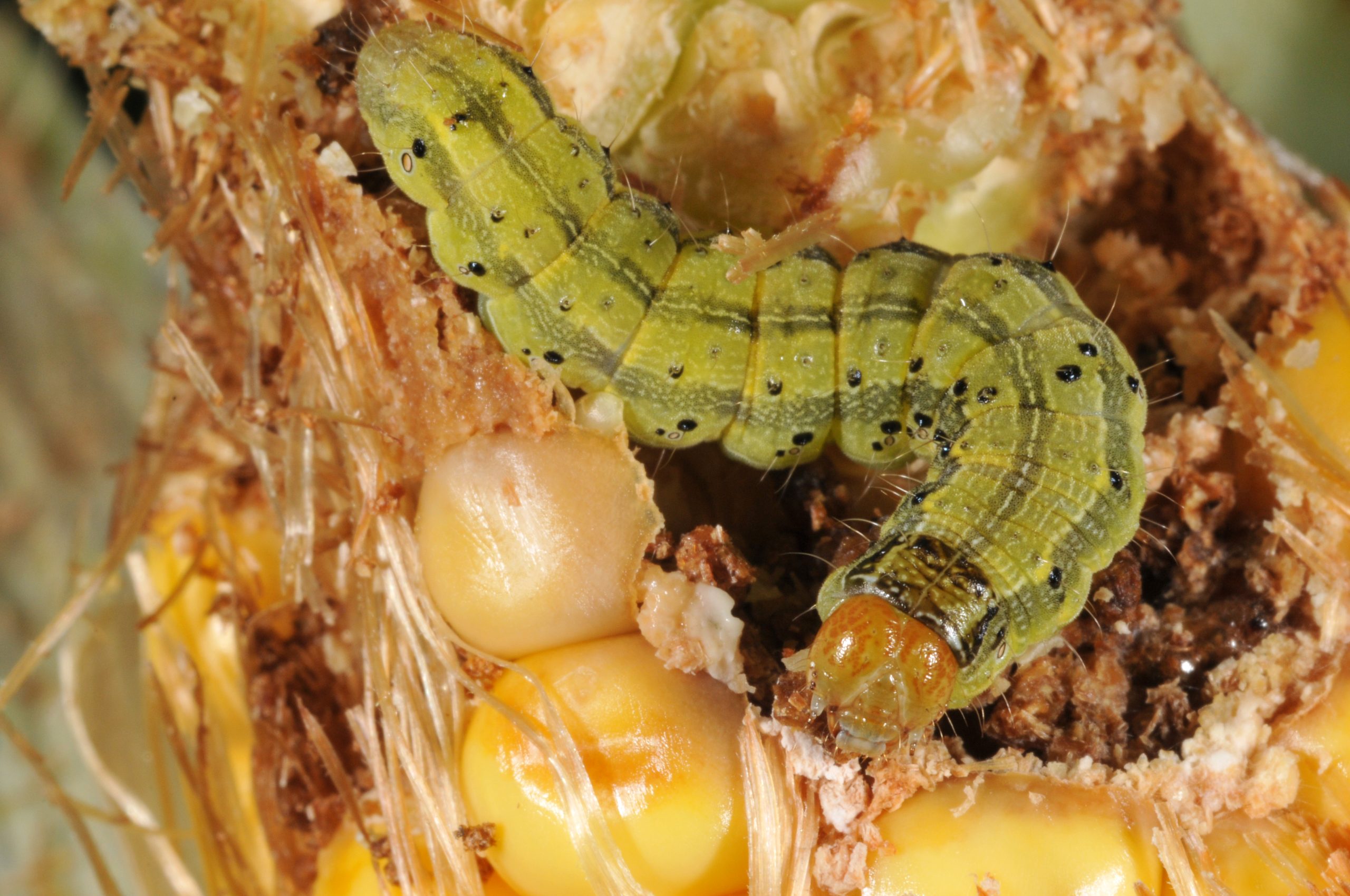 Close-up image of a green Corn Earworm on a partially eaten corn cob.