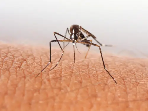 A close-up image of a mosquito on human skin.
