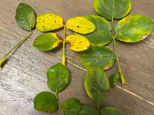 Rose leaves showing symptoms of downy mildew, with yellowing and dark spots.