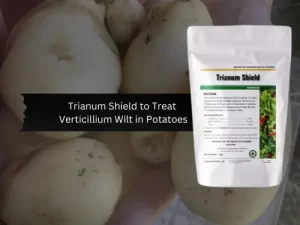 Bag of Trianum Shield in front of potatoes, with text overlay "Trianum Shield to Treat Verticillium Wilt in Potatoes.