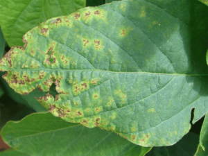 Soybean plants affected by Sudden Death Syndrome, with yellowing and dying leaves.