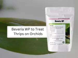 Package of Beveria WP with the text "Beveria WP to Treat Thrips on Orchids" against a blurred green leaf background.