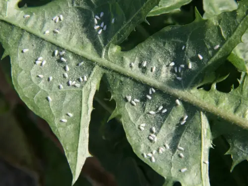 A close-up image of a leaf heavily infested with small whiteflies, known as greenhouse whiteflies.