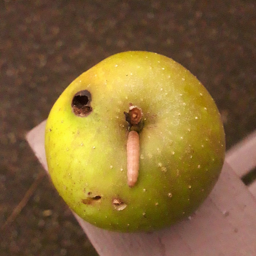 Green apple with visible apple maggot emerging from the top, showing small entry holes and slight damage.