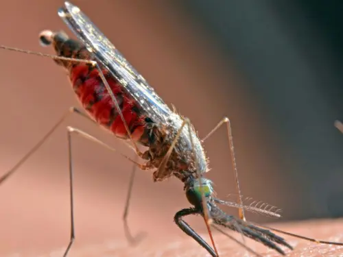 A close-up image of a mosquito with a red abdomen feeding on human skin.
