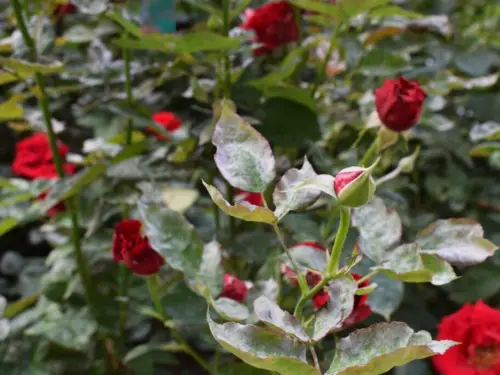 Rose leaves showing symptoms of downy mildew, with yellowing and dark spots.