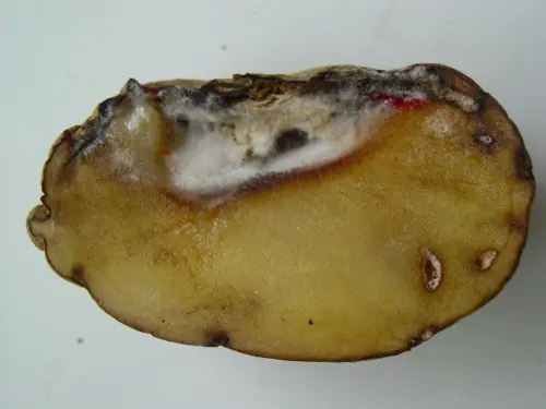 A cross-section of a potato showing symptoms of potato verticillium wilt, with significant discoloration and decay.