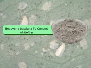 An image showing greenhouse whiteflies on a leaf with an inset of a container filled with Beauveria bassiana powder, a biological control agent.