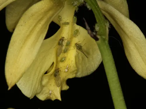 Close-up of yellow orchid infested with thrips on the petals and stem.