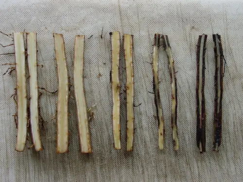 Cross-sections of banana plant roots showing varying degrees of internal damage, likely caused by banana burrowing nematodes. The roots range from healthy (light-colored) to severely damaged (dark and decayed).