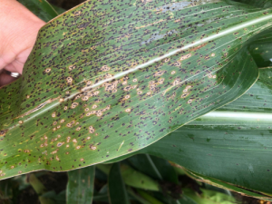 Southern Corn Leaf Blight Symptoms