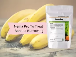  A promotional image for Nema Pro, a product used to treat banana burrowing nematodes, featuring a package of Nema Pro in the foreground and several ripe bananas in the background. A text overlay reads "Nema Pro To Treat Banana Burrowing."