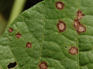 Soybean stem with lesions and wilting leaves caused by Phytophthora Root Rot.