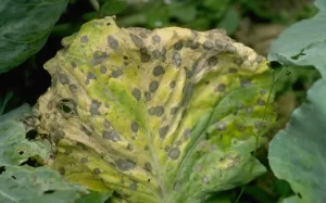 Close-up image of a cabbage leaf with Alternaria disease, showing dark brown spots with concentric rings.