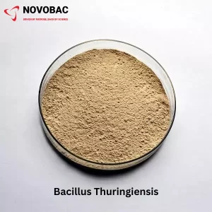 A petri dish containing a fine beige powder labeled "Bacillus Thuringiensis."