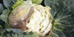 Close-up image of cabbage leaves affected by bacterial soft rot, showing mushy, discolored areas.