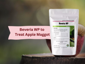 Package of Beveria WP on a wooden surface, with a banner stating "Beveria WP to Treat Apple Maggot" in the background.