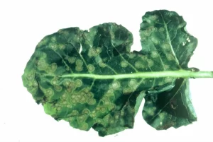 Close-up image of a cabbage leaf showing symptoms of cabbage ring spot disease with circular lesions.