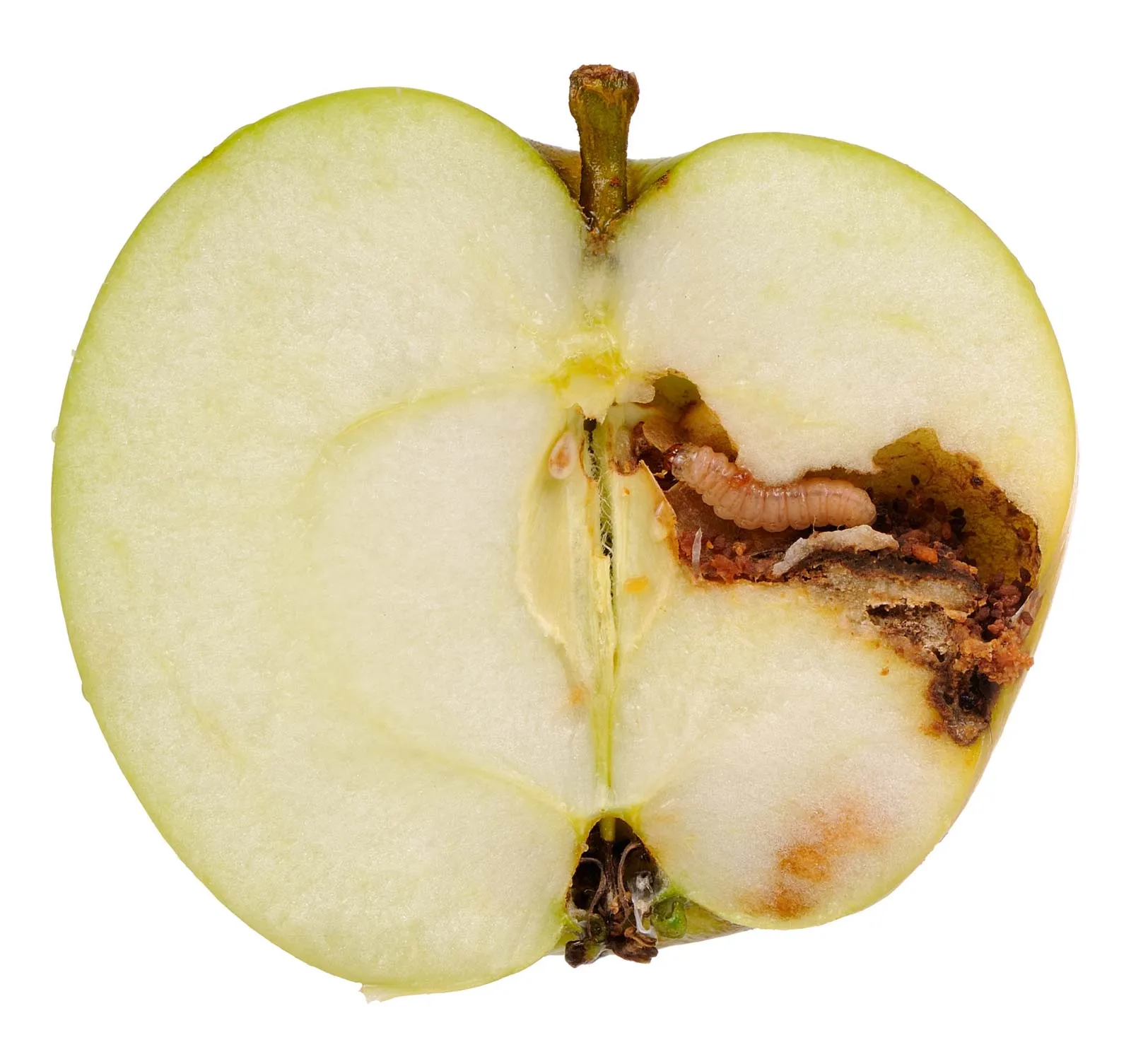 Halved apple with an apple maggot visible inside, showing internal damage and brown decay against a white background.